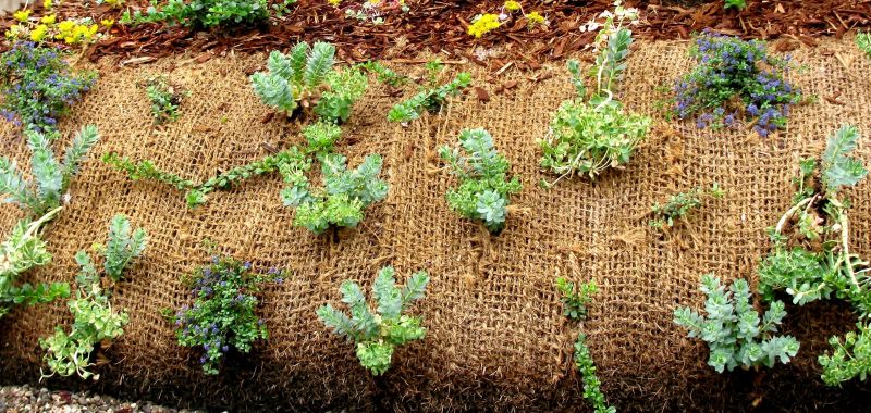 Vegetative Erosion Control